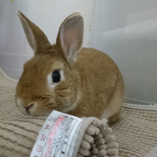保護うさぎ/161ビスケットくん