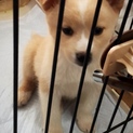 僕を家族に迎えて下さぃ