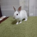 保護うさぎ/165トーリーちゃん
