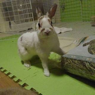 保護うさぎ/メヌエットちゃん