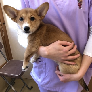 天真爛漫なサチ 