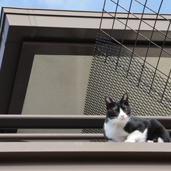 「猫の運動場☆青空カフェ　その１」サムネイル1