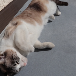 「猫の運動場☆青空カフェ　その１」サムネイル3