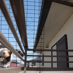 「猫の運動場☆青空カフェ　その２」サムネイル1