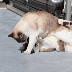 「猫の運動場☆青空カフェ　その２」サムネイル3