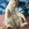 賢いお稲荷 さん