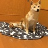 の写真