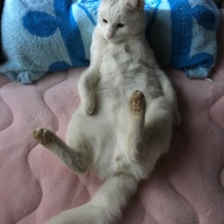 お米さん