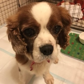 お歌も歌う 優しいみんとちゃん キャバリア 女の子