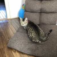 モナ