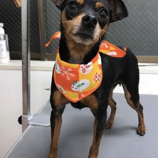 可愛い みみちゃん 甘えん坊さんです。