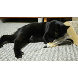 「あなご元気だ！」サムネイル1