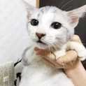 人懐こいシルバー仔猫くん(兄弟)