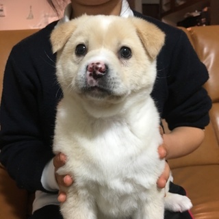 保健所からレスキュー 丸々した女の子