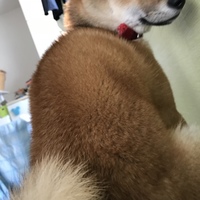 ツバサ