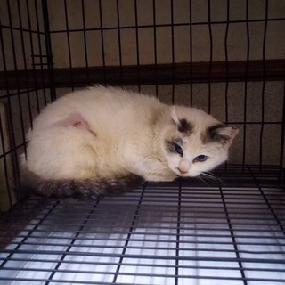 一斉ＴＮＲ！ラグドール風白猫♀