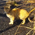 一斉ＴＮＲ！ムギワラ♀