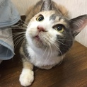 とってもかわいい三毛ちゃんです。