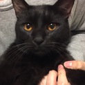 ゴロスリの黒猫ちゃんの里親さん募集♪