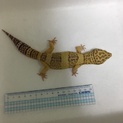 ヒョウモントカゲモドキ３匹