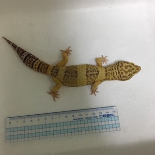 ヒョウモントカゲモドキ３匹