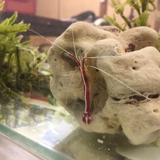 スカンクシュリップ1匹もらってください海水魚です