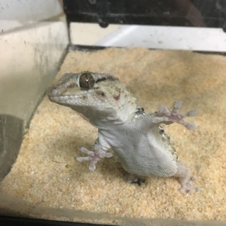 ビブロンゲッコーです