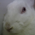 ジャパニーズホワイトの甘えん坊。