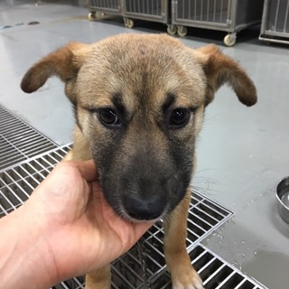 頼れるがっちり女子の【たじまちゃん】