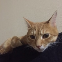 ちび太