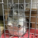 チンチラバイオレット♀