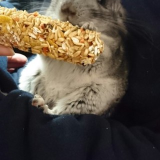 チンチラの二歳の男の子です