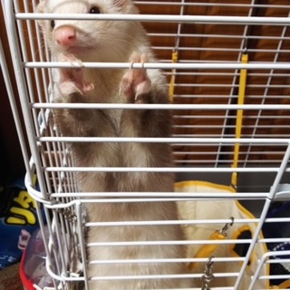 素敵な飼い主様へ託すことができました。