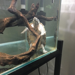 ミシシッピニオイガメ