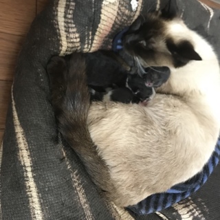里親募集！シャム猫の赤ちゃん4匹