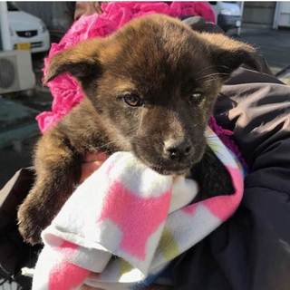 あたたかく迎えて下さい！！臆病な子犬たち