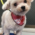 可愛い しらたまちゃん 天真爛漫で笑顔の子です。