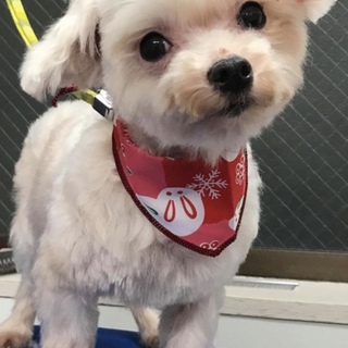 可愛い しらたまちゃん 天真爛漫で笑顔の子です。