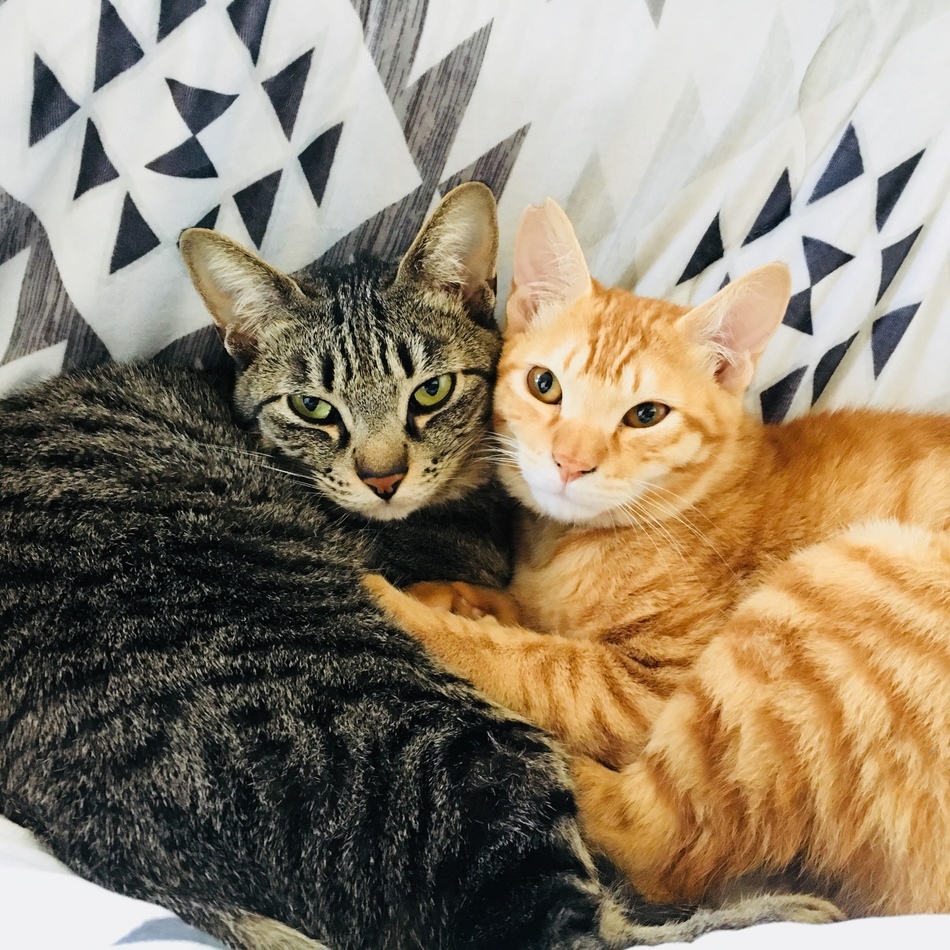 ツナのカバー写真