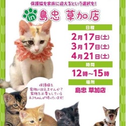 ネコちゃん譲渡会in島忠草加店