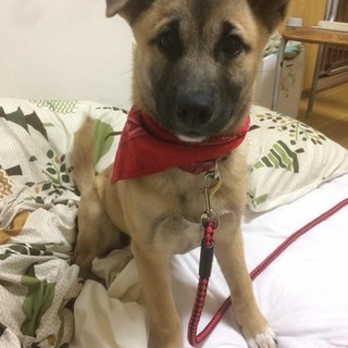 人にも犬にも懐っこい大吉くん