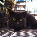 一斉TNR！ 黒猫♀