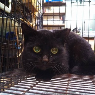 一斉TNR！ 黒猫♀