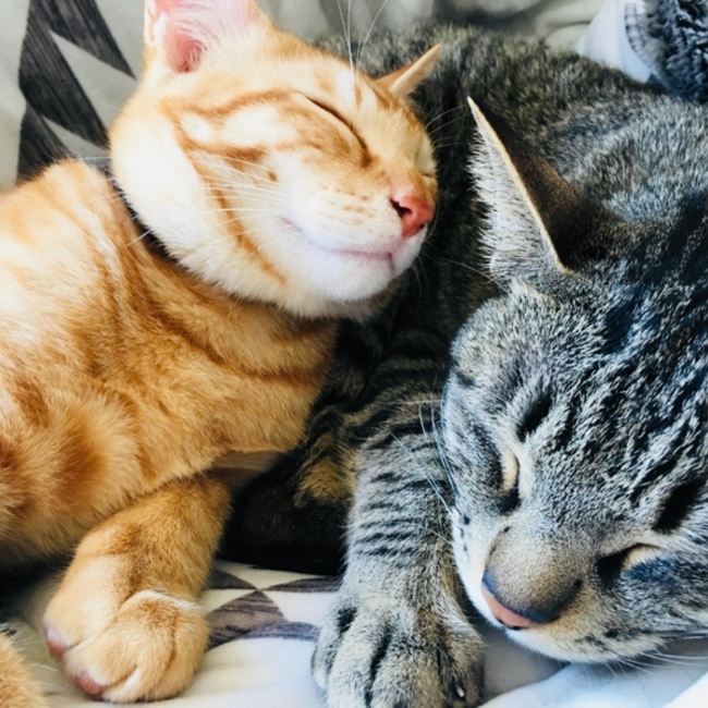 hn.71.00のカバー写真