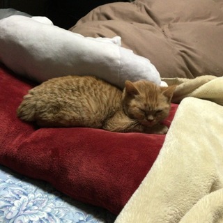 生後5ヶ月の元気な立耳スコティッシュの子猫！