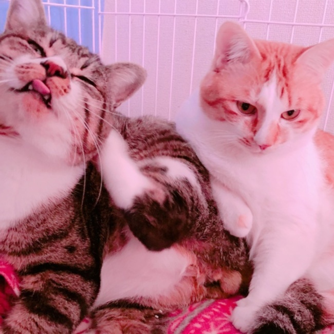 pipo107のカバー写真