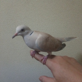 保護鳩 里親募集中