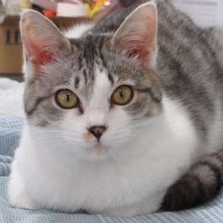 ふわふわ小さい「リコ」８か月女の子