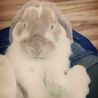 らぷん