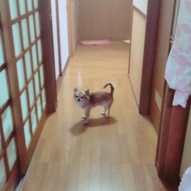 らぷんのカバー写真